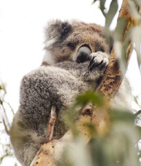 Koala Wild
