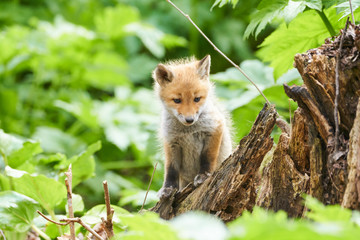 キタキツネの赤ちゃん
