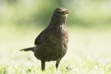 Amsel sonstige