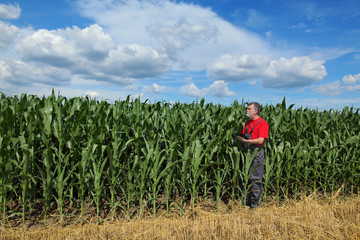 Fototapeta premium Farmer or agronomist examining corn field using tablet