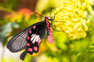 Common rose (Pachliopta aristolochiae) butterfly