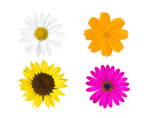 collection colorful flowers isolated on white background.