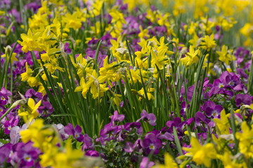 Fototapeta premium Frühling Hintergrund Narzissen Stiefmütterchen