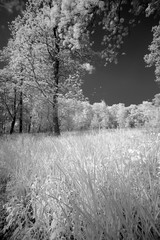 Pasture in Blackandwhite, taken in Infrared Mode, Blackandwhite