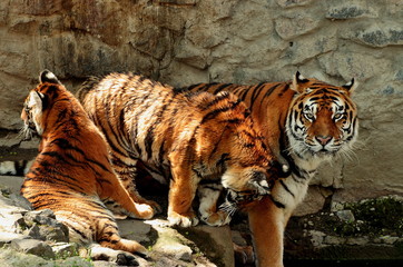 Tigers family of three in zoo . Animals background, photo