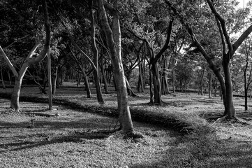 Black and white tropical forest in the morning