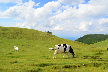 Grazing cattle