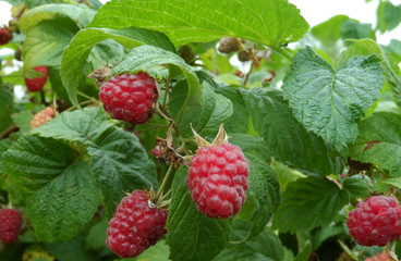 ripe red raspberries on the bush, cultivation, garden 