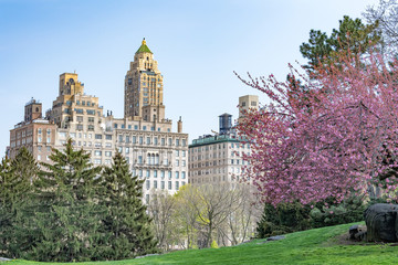 Obraz premium central park new york cherry blossom