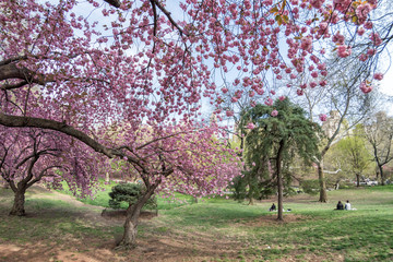 central park new york cherry blossom