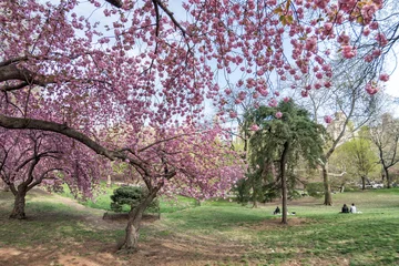 Printed kitchen splashbacks Cherryblossom central park new york cherry blossom