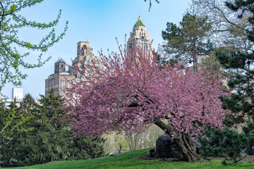 central park new york cherry blossom