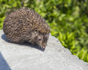 Young beautiful hedgehog