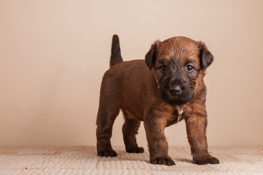 Standing irish terrier puppy