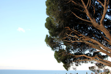 pine by the sea in the sun