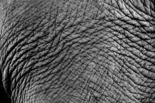 Skin texture of an elephant, close up.