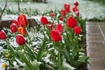 Obraz premium Tulips under the snow