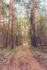 Fototapeta premium Dirt road in the woods