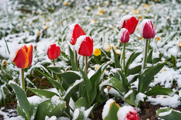 Tulips under the snow
