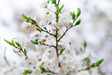 White flowers of cherry in a sunlight in the spring