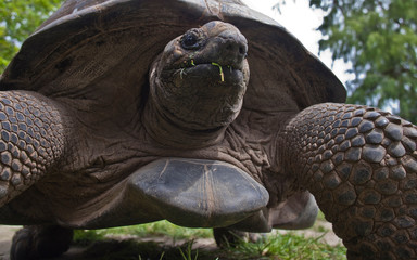 Giant Aldabra Tortoise, Bird Island, Seychelles