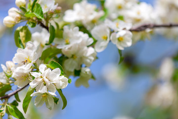 White flowers of cherry in a sunlight in the spring