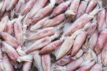 Fresh squid in the market