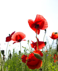 Obraz premium Field of bright red poppy flowers