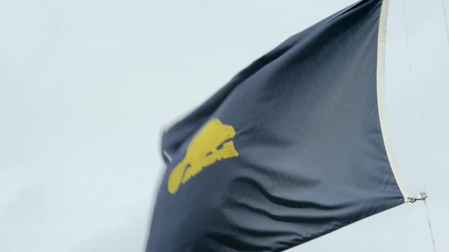 Tight shot of the reverse side of the State of Oregon flag with the state animal, a beaver. The flag billowing in strong winds.