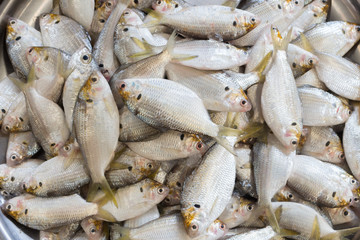 Fresh fish in the market