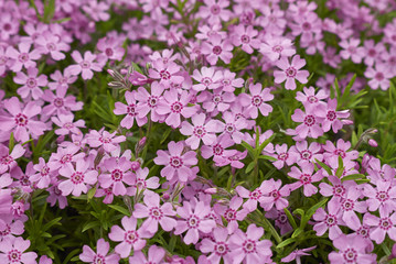 Fototapeta premium Phlox subulata