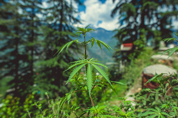 In the front weed on background Himalayan mountans and blue sky with clouds