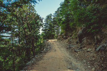A path uphill through a pine forest in Dharamsala