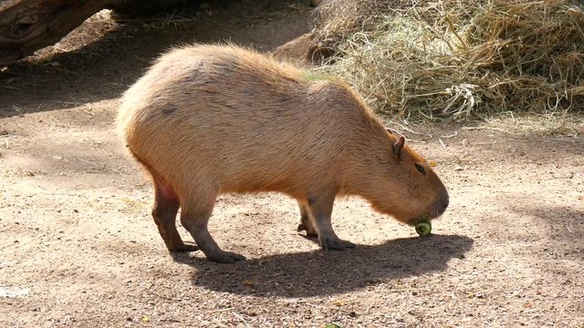 Capybara eating something under the sun