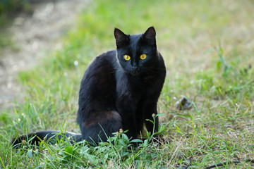 Naklejka na ściany i meble Black cat sits outside in the grass