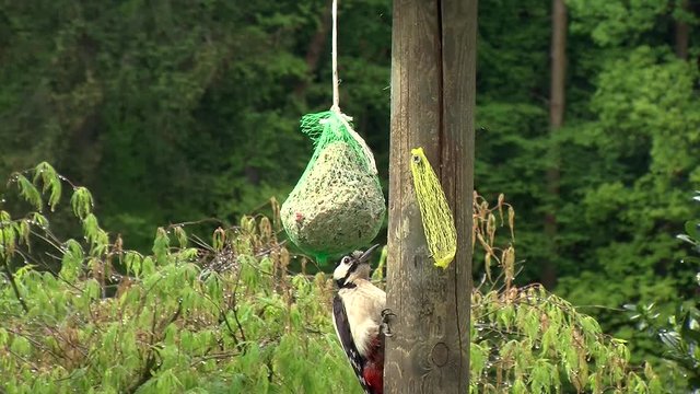 Vorsichtig kommt der Buntspecht zum Meisenkn&ouml;del