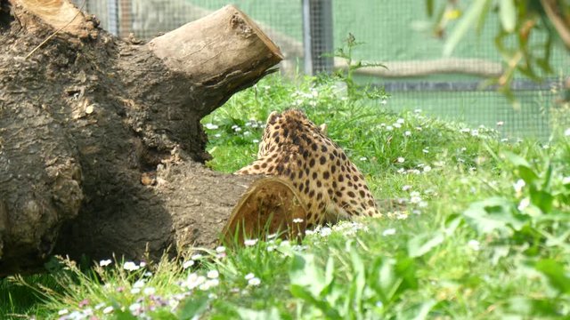 Cheetah resting lying on the grass, Acinonyx jubatus