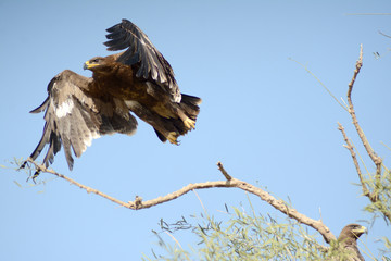 bird of prey