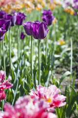 Delicate spring flower tulip