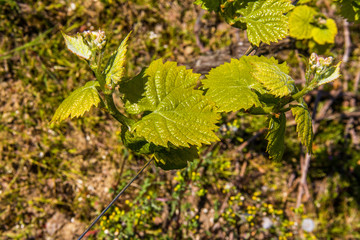 Jeunes pousses de raisins dans les vignobles nantais au printemps. Vallet. Loire atlantique