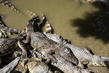 Siamese crocodiles Mekong delta in Vietnam