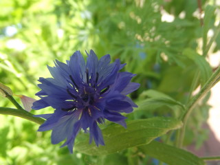 Fleur n°3 Bleuet