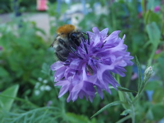 Fleur n°4 Bleuet + Abeille