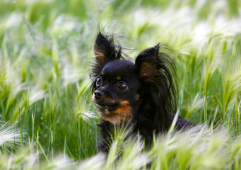 Portrait of a beautiful black and tan dog in green grass. A puppy with hairy ears is sitting in a clearing. Long-haired Russian toy