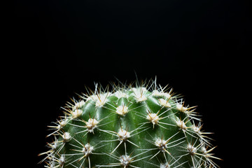 Close up cactus on dark background. Concept  for copy space