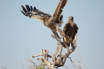steppe eagle taking off