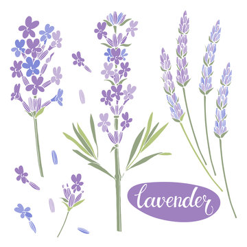 Lavender. Vector illustration, isolated floral elements for design. Collection of lavender flowers on white background.