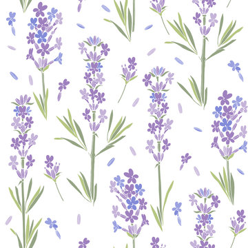 Seamless vector pattern with lavender flowers. Floral  illustration on white background.