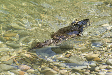 Aalscholver onder water
