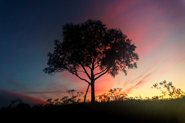 Fototapeta premium A lonely tree at dawn.